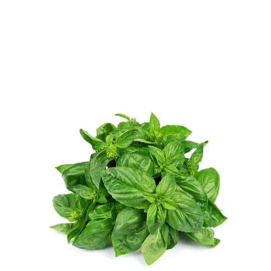 Basil