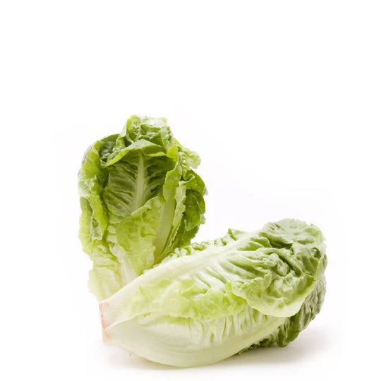 Lettuce Little Gem Holland