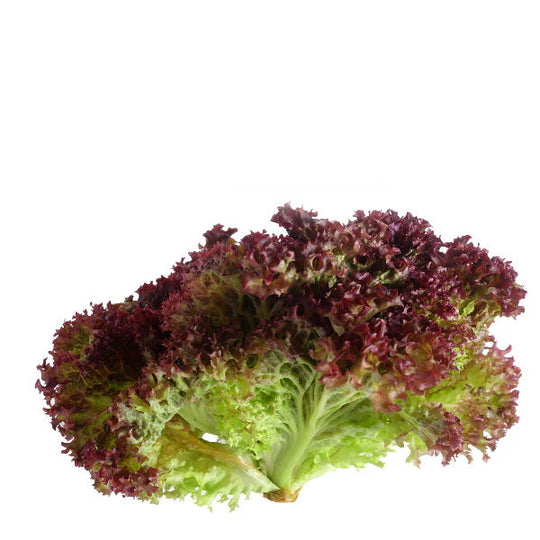 Lettuce Lollo Rosso Holland