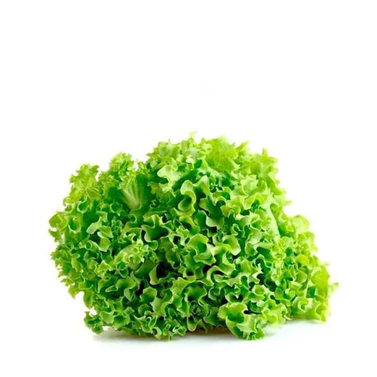 Lettuce Lolo Biando