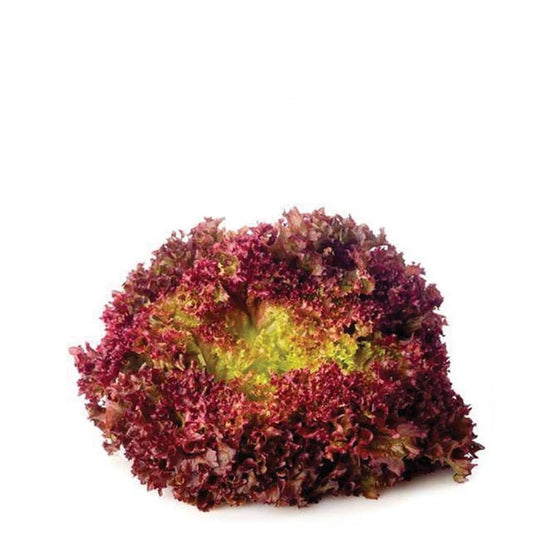 Lettuce Lolo Rosso