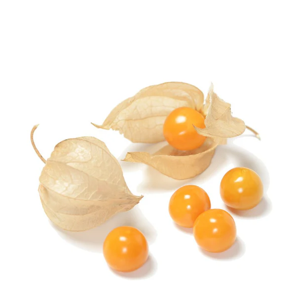 Physalis Holland