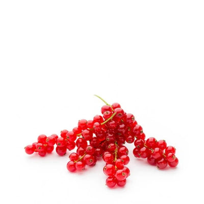 Red Currant Holland